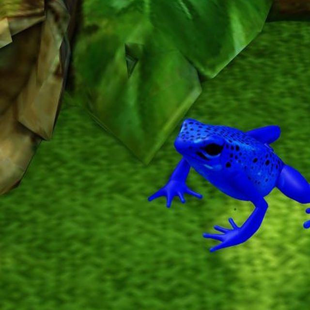 Azureus — a cobalt blue dart frog