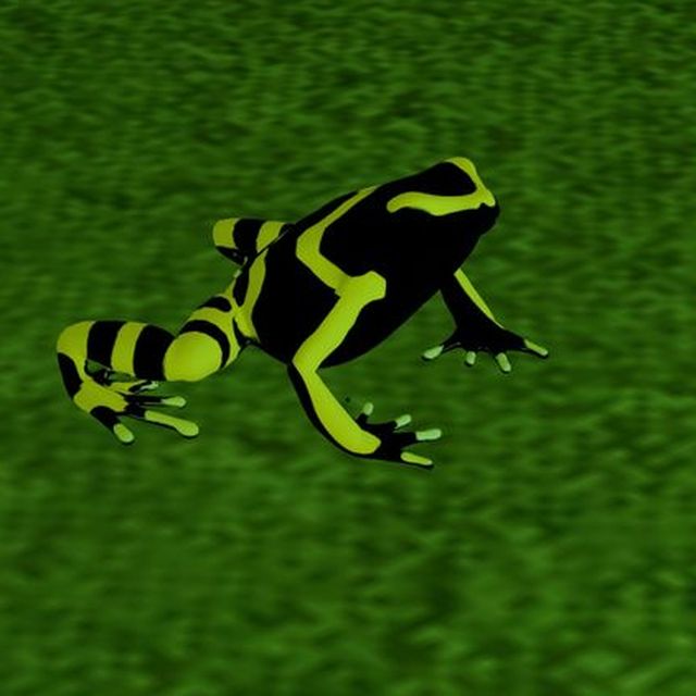 Bumblebee — a yellow and black dart frog