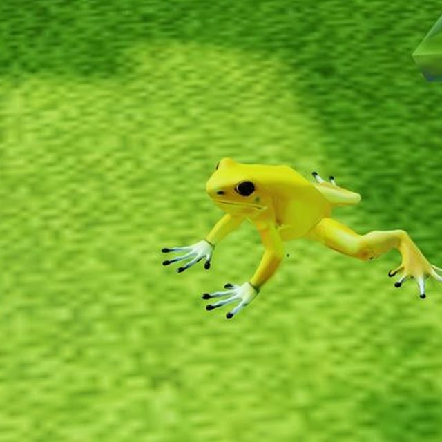 Golden terribilis dart frog