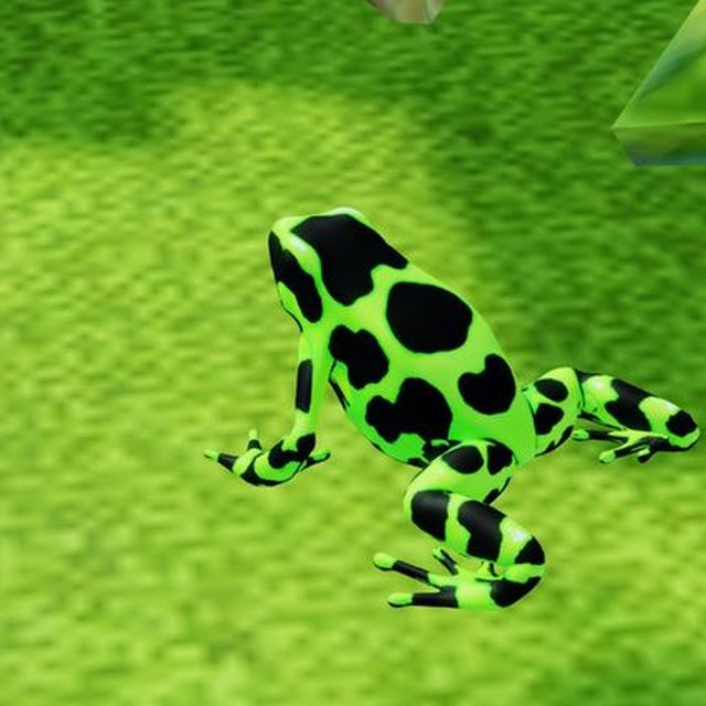 Green and black poison dart frog