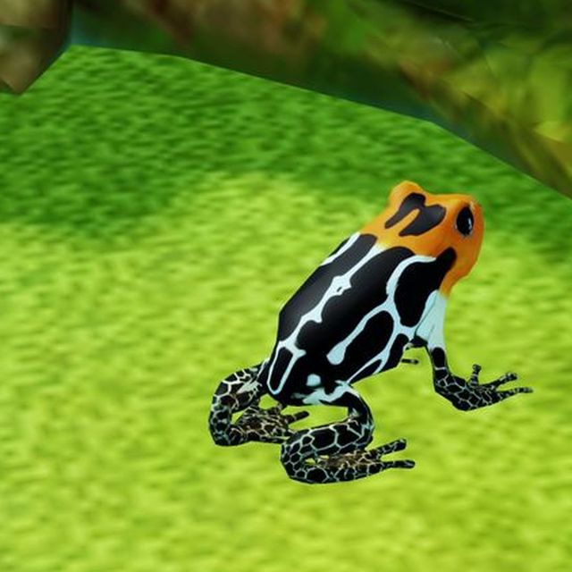Caynarachi — an orange-backed dart frog