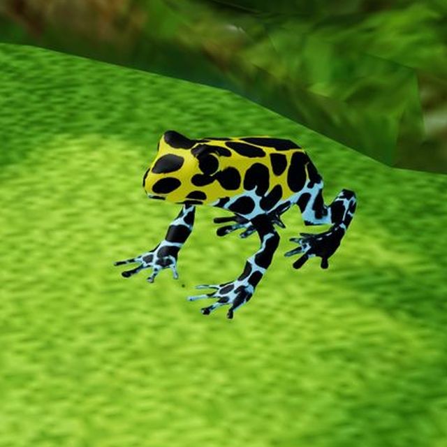 Southern variabilis dart frog